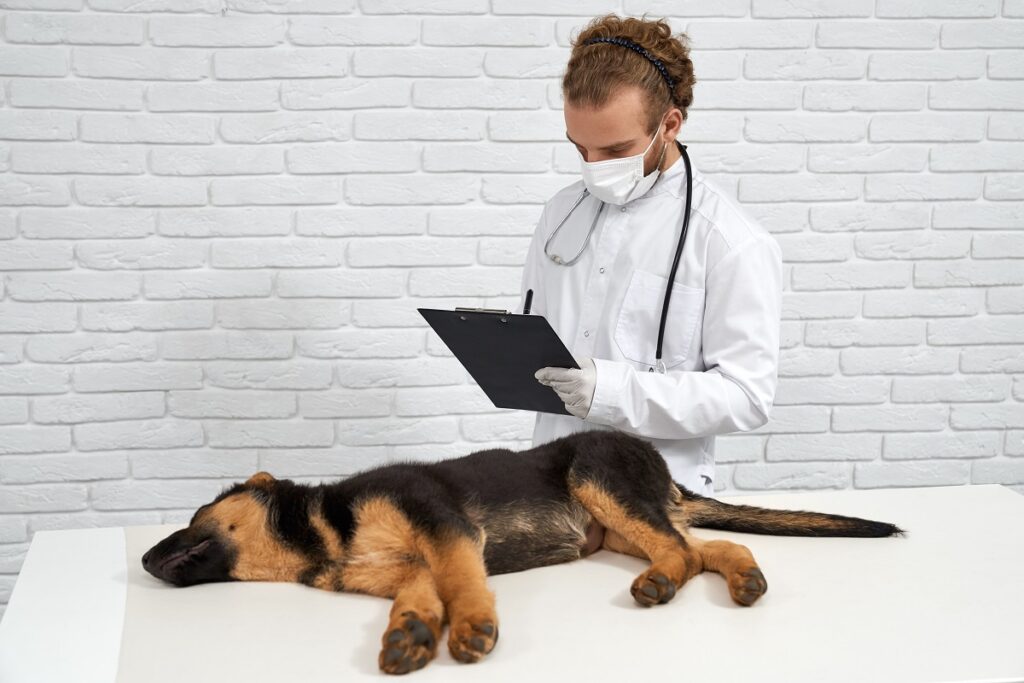 Cachorro em consulta no laboratório
