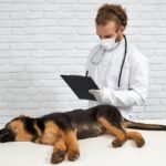 Cachorro em consulta no laboratório