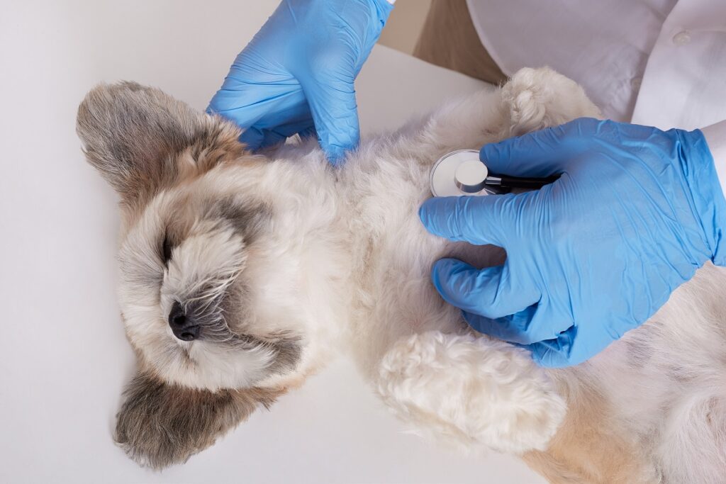 Cachorro em consulta no veterinário