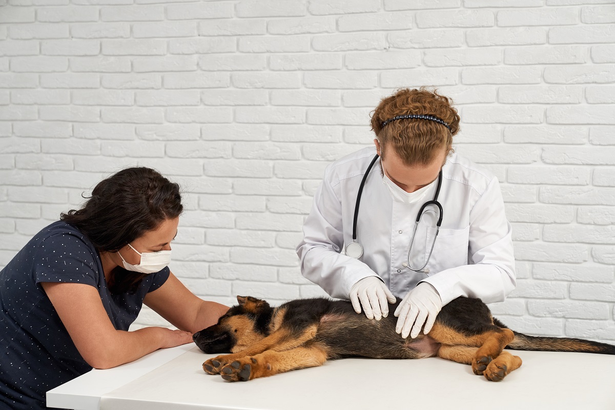Tutora e veterinário com o cachorro